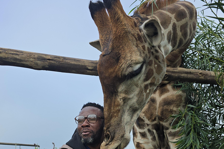 Cheetah, Giraffes Encounter, lion's park, and Wine Tasting