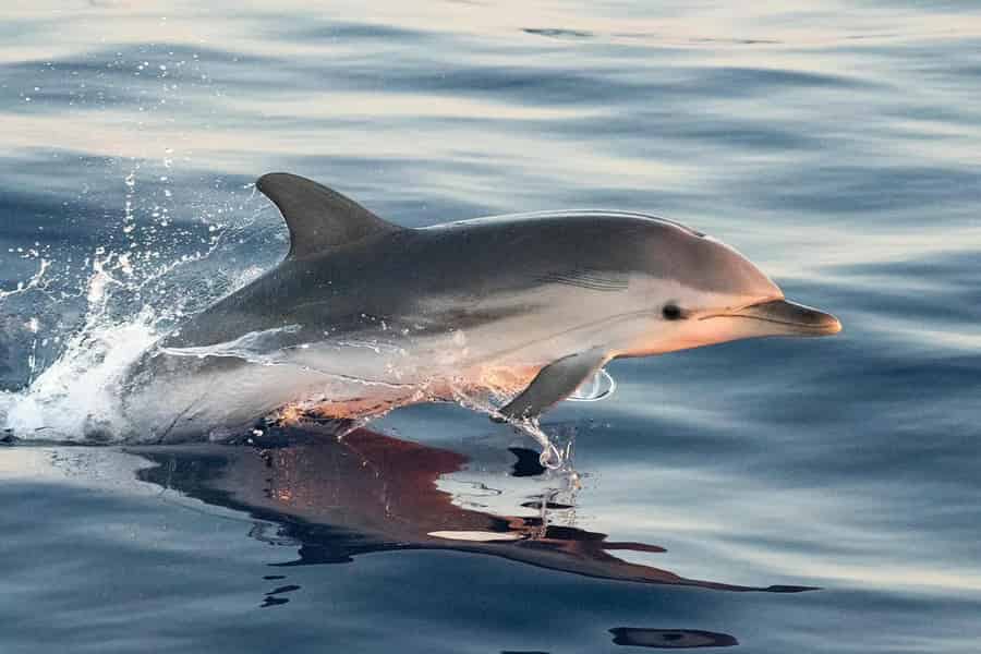 Sanary-sur-Mer: Delfinbeobachtungstour bei Sonnenuntergang. Foto: GetYourGuide
