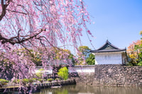 Chiyoda Imperial Palace Walking Tour - Housity