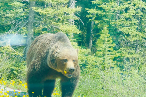 Calgary, Banff: Lake Louise, Moraine, Emerald Lake - excursão de um diaCalgary, Banff: Excursão de um dia ao Lago Louise, Moraine e Lago Emerald