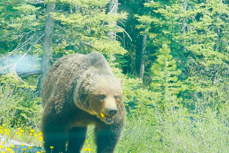 Calgary, Banff: Lake Louise, Moraine, Emerald Lake - excursão de um diaCalgary, Banff: Excursão de um dia ao Lago Louise, Moraine e Lago Emerald