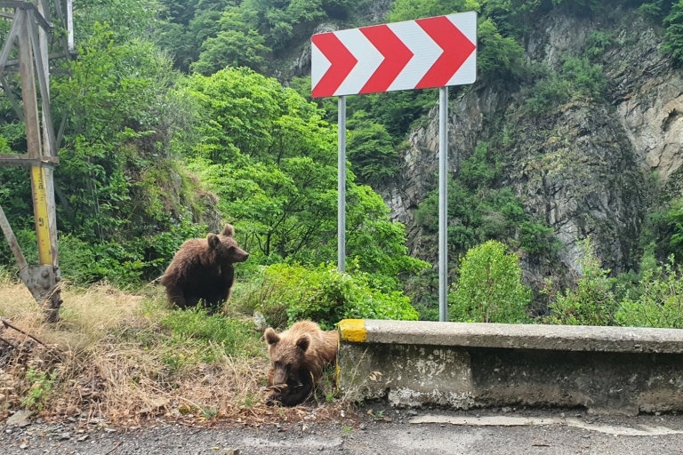 Bucarest: Santuario de osos, castillo de Bran y excursión de un día a Brasov