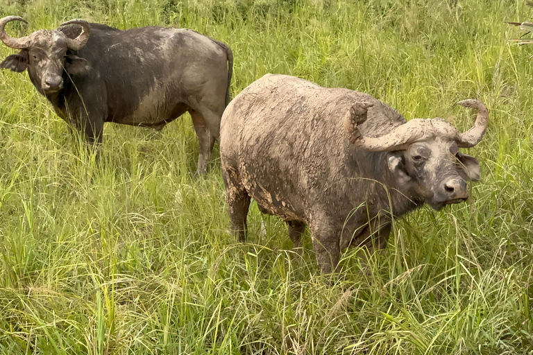 11 dagars vandring med schimpanser, gorillaspårning och djurliv