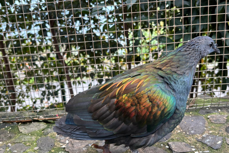 Madeira: Exotic Birds & Valleys 4x4 Safari with Local Guide Shared Exotic Birds & Valleys 4x4 Expedition Local Guide