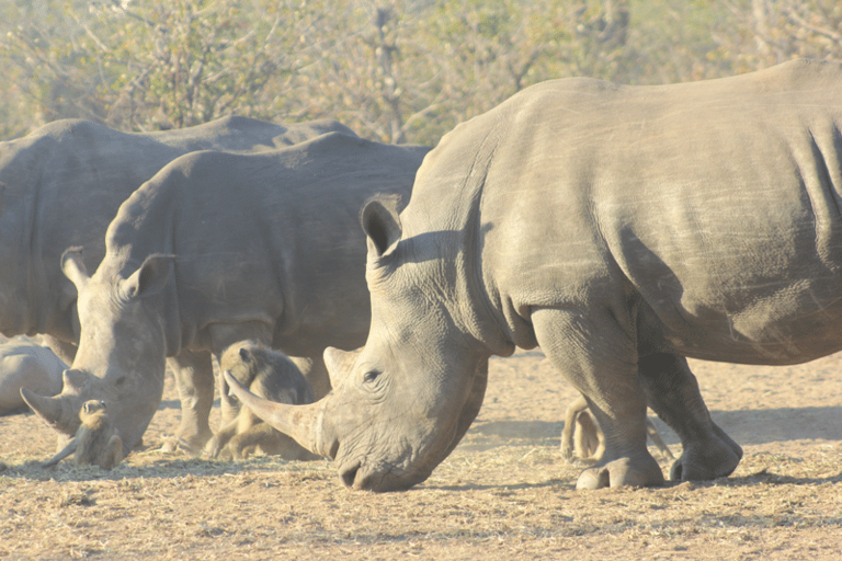 Livingstone: Rhino Tracking & Victoria Falls Combo
