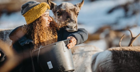 From Tromsø: Sámi Reindeer Tour with Local Reindeerherders