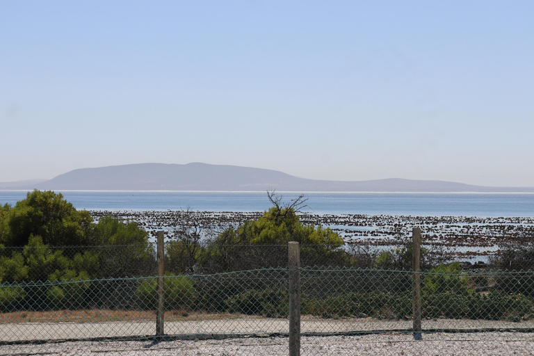 Cape Town: Robben Island Ticket with Ferry & Transfers
