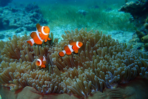 From Cebu: Island Hopping to 3 islands with BBQ lunch Shared Group Tour