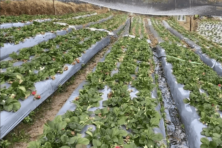 Kathmandu Wellness Escape: Kakani Yoga & Farm Visit