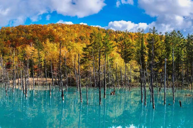 From Sapporo: Biei Blue Pond & Furano Flowers Day Tour Alphard (up to 5) — Private Day Tour