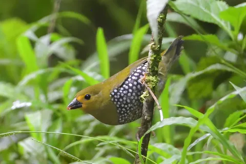 Durban: Dlinza Forest Birdwatching Tour