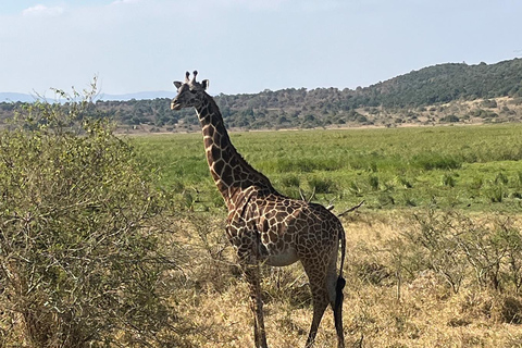 De Big5 Game Drive & Kamperen op de hoogste top van Akagera