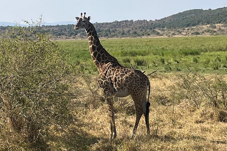 De Big5 Game Drive & Kamperen op de hoogste top van Akagera