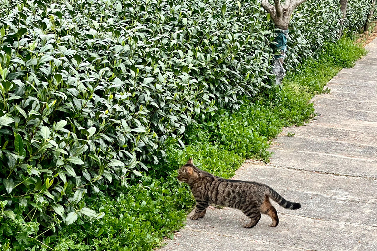 Hangzhou: UNESCO Tea Culture Experience – Hand Fry & Taste