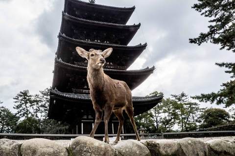 Nara: The Origin - Walking Tour