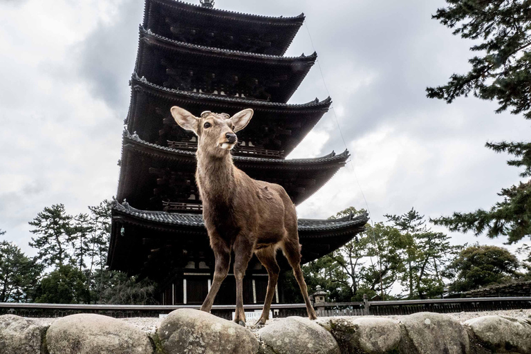 Nara: The Origin - Walking Tour