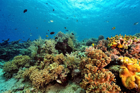 Phuket Excursión de un día a la isla Similan en catamarán de lujo y lancha rápida