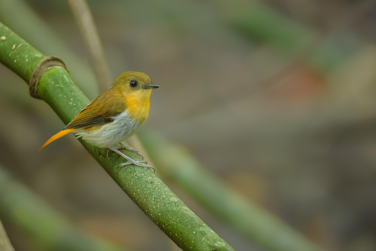 Puerto Princesa: Full-Day Birdwatching Tour with Guide
