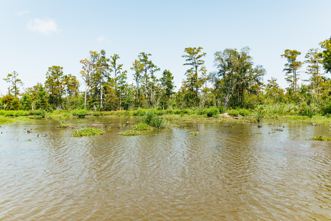 New Orleans: Bayou Tour in Jean Lafitte National Park