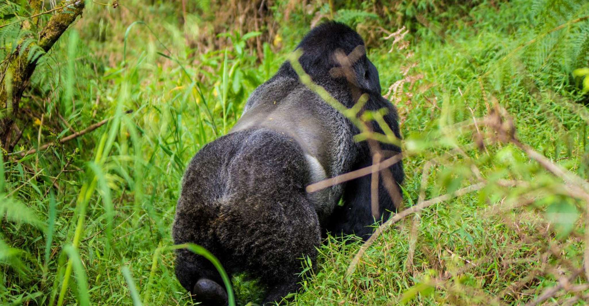 Ouganda, 5 jours de randonnée de gorille et d'expérience du lac Bunyonyi - Housity