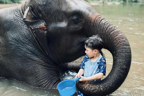 Chiang Mai：Elephant Care Experience TourFull day elephant care