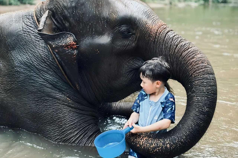 Chiang Mai：Elephant Care Experience TourFull day elephant care