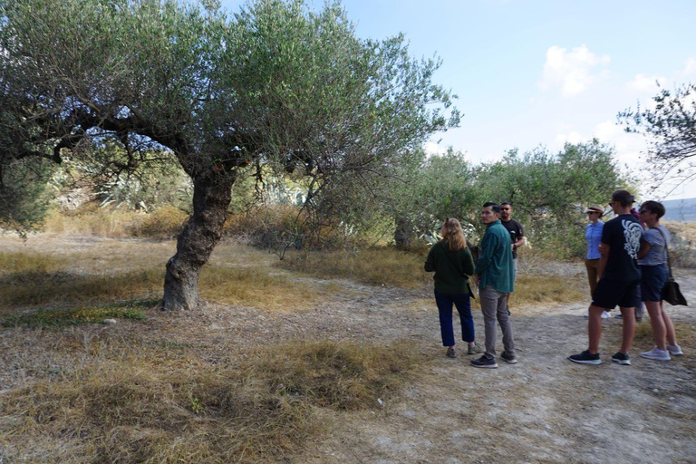 Crète : Visite de 2 vignobles avec dégustation de vin, huile d'olive et déjeuner