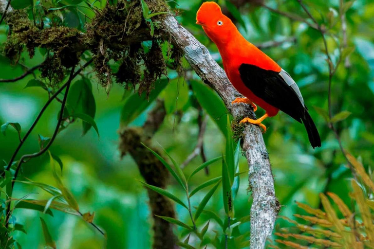 From Cusco: Manu Cultural Zone Tour 3 Days