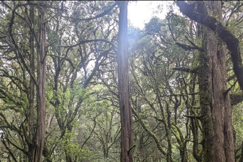 Addis Ababa: Menagesha Suba Forest Park Day Trip
