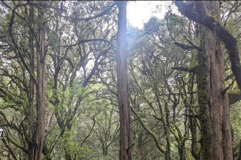 Addis Ababa: Menagesha Suba Forest Park Day Trip