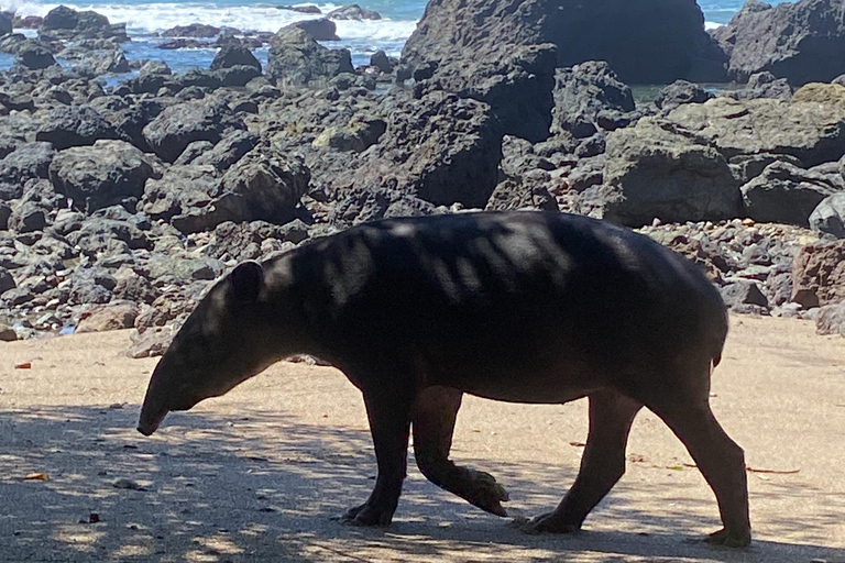 Uvita: Stacja San Pedrillo w Parku Narodowym Corcovado z Uvita