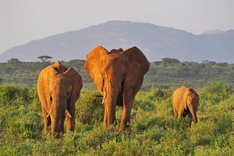 Da Nairobi: Safari di 3 giorni nella Riserva Nazionale di Samburu