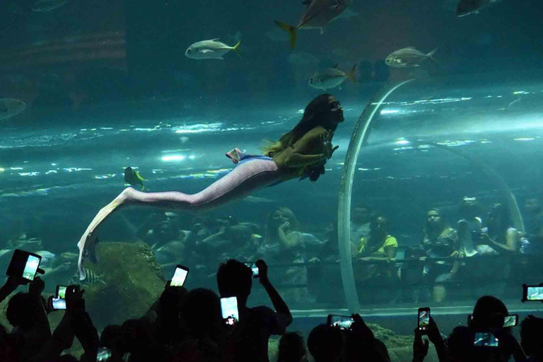 Découvrez AquaRio et le Boulevard Olympique : Vie marine et art