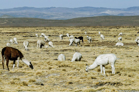 Von Chivay - Colca || Chivay - Puno Route ||