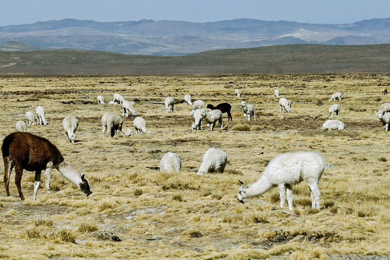 Von Chivay - Colca || Chivay - Puno Route ||