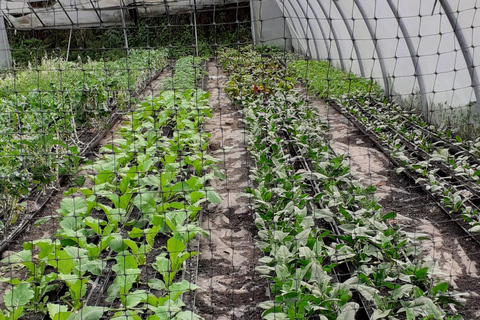Visit a Farm on the Island of Pico