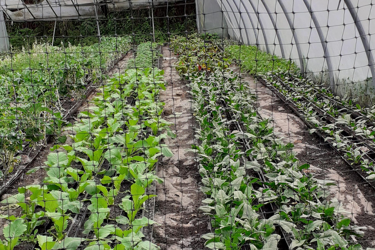 Visit a Farm on the Island of Pico