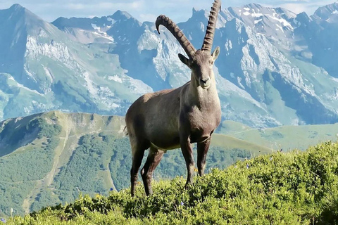 Trekking from Gondar: Simien Mountains Day Tour with Lunch