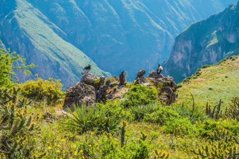 Vanuit Arequipa: Colca Canyon Excursie 2 dagen + 3 Sterren HotelTour naar de Colca Vallei en de Cruz del Cóndor 2 dagen