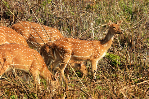 Chitwan National Park: Full-Day Jeep Safari with Lunch