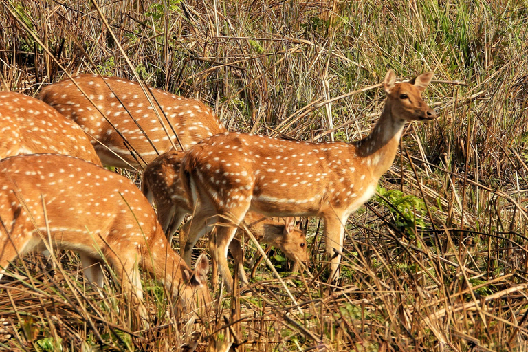 Chitwan National Park: Full-Day Jeep Safari with Lunch