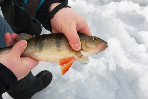 Kemi-Tornio: Ice Fishing Safari with Snowmobiles