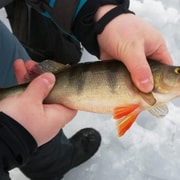 Kemi-Tornio : Safari de pêche sur glace en motoneige