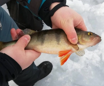 Kemi-Tornio: Safari de pesca no gelo com motas de neve