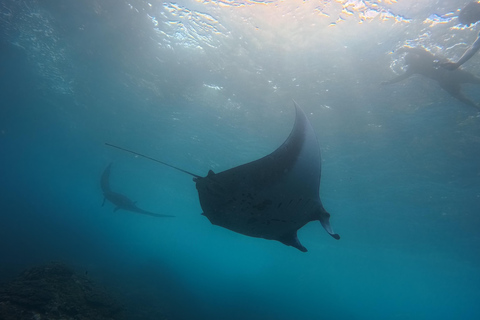 Nusa Penida: Snorkeling Adventure 3-Spots with Manta Rays Nusa Penida: Snorkeling Manta Point 3-Spots with Manta Rays