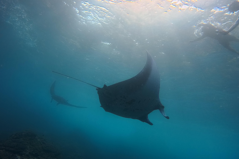 Nusa Penida: Snorkeling Adventure 3-Spots with Manta Rays Nusa Penida: Snorkeling Manta Point 3-Spots with Manta Rays