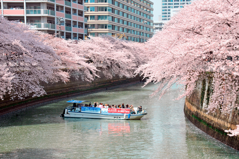 Tokyo: Meguro River Cherry Blossom Cruise from Shinagawa