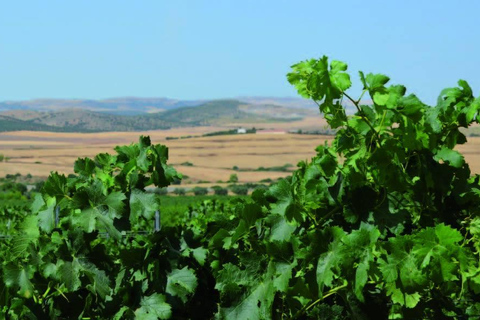 Op de hellingen van de Medjerda: de geheimen van ShadrapaOp de hellingen van Medjerda: De geheimen van Shadrapa