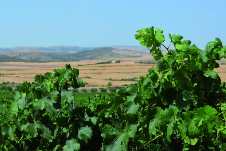 Op de hellingen van de Medjerda: de geheimen van ShadrapaOp de hellingen van Medjerda: De geheimen van Shadrapa