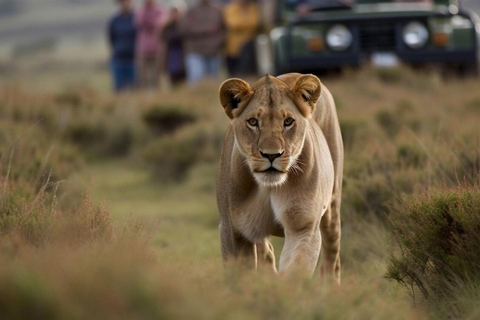 Passeio guiado de meio dia pelo Parque Nacional de Nairobi